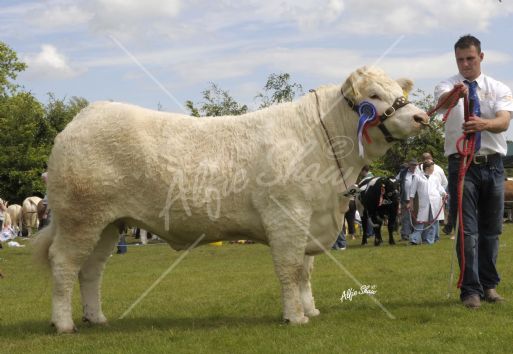 Charolais Reserve Champion & Champion Pedigree Beef Heifer , Rathkeeland Diademe from Raymond Crawford at Armagh Show, at the halter is Steven Crawford